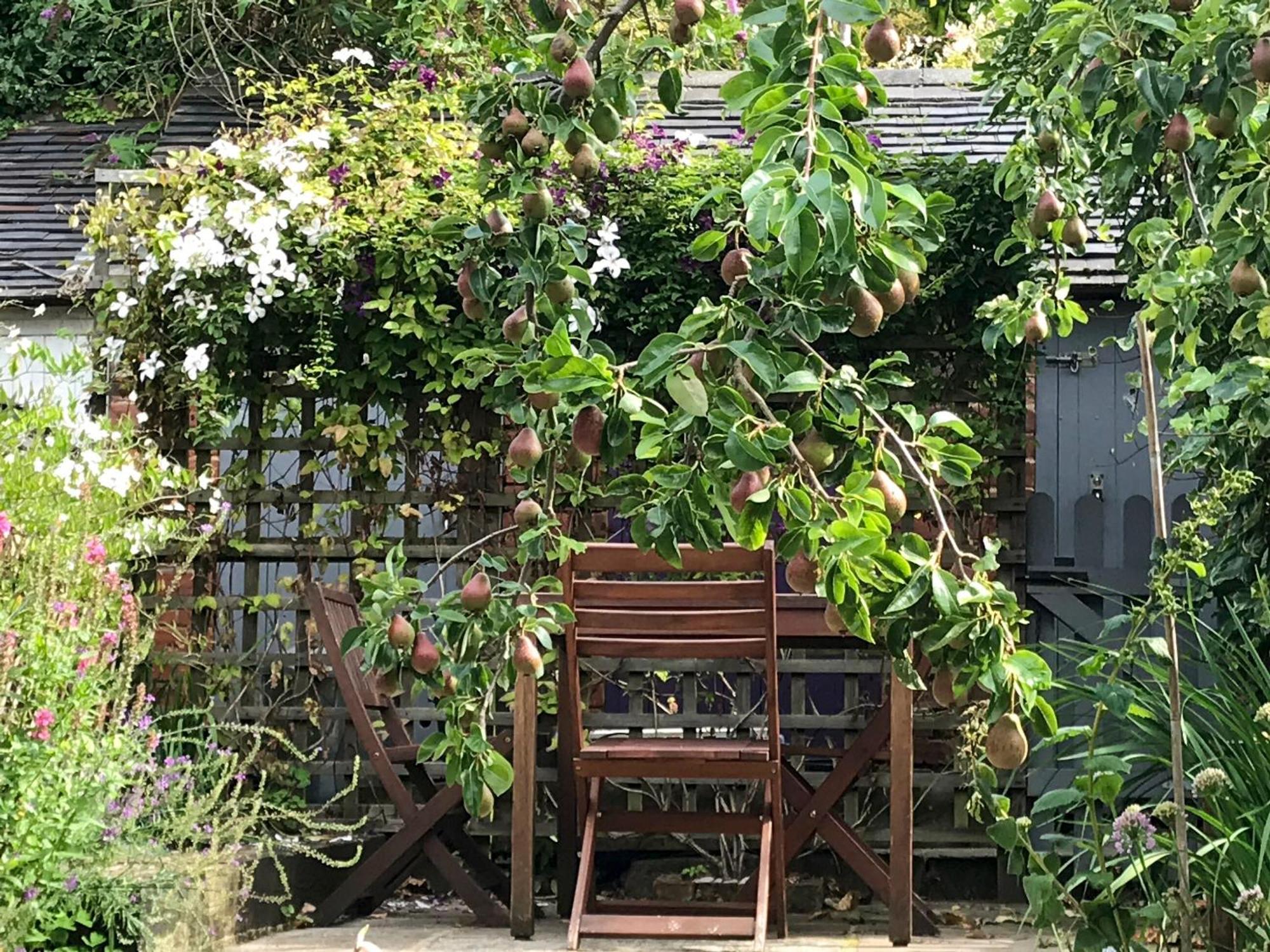 Pear Tree * Wirksworth
